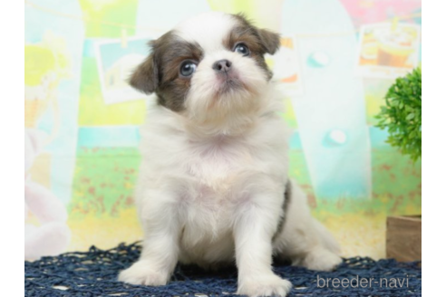 成約済の千葉県のミックス犬-219708の3枚目